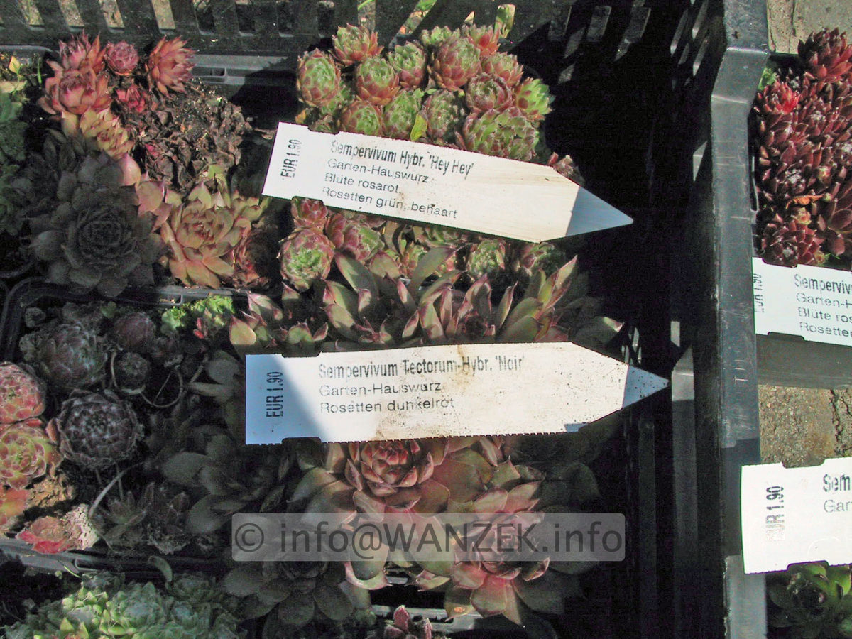 Sempervivum hybridum in Sorten 08.JPG